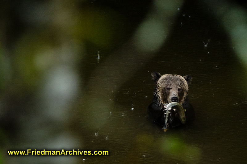 bear,bears,nature,wild,brown,wild,fuzzy,water,fish,meal,eating,fishing,